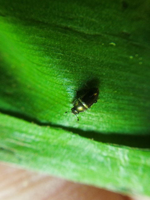 Meligethes Meligethes