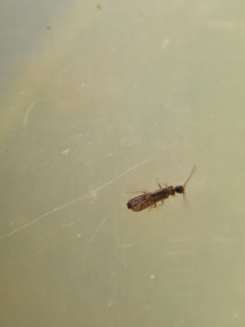 Malthodes