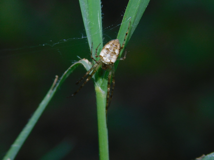Metellina segmentata/mengei
