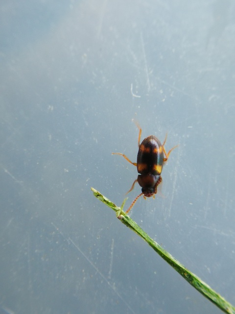 Alphitophagus bifasciatus - alomlakó gyászbogár