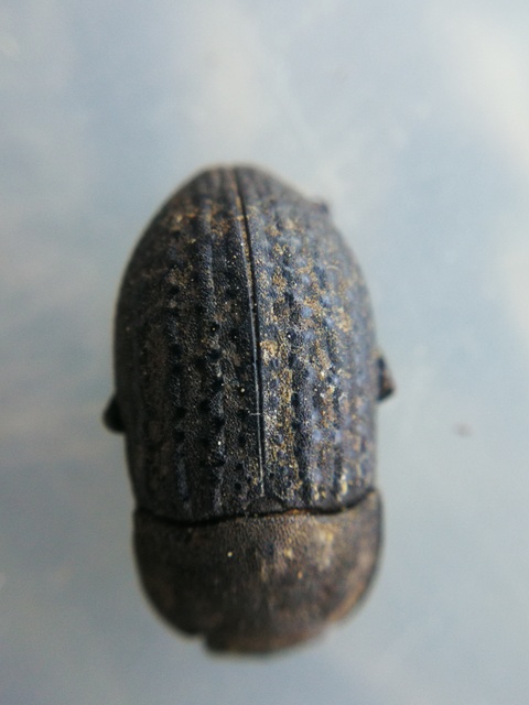 Opatrum sabulosum - sároshátú gyászbogár