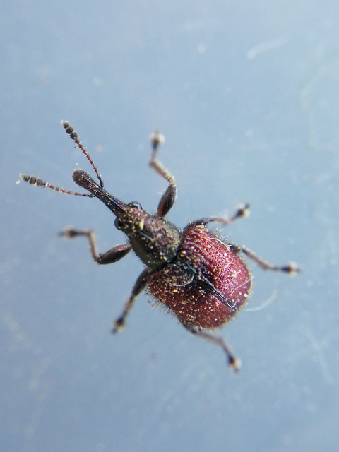 Tatianaerhynchites aequatus - piros kökényeszelény