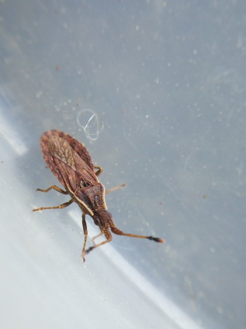 Spathocera lobata - laposcsápú karimáspoloska