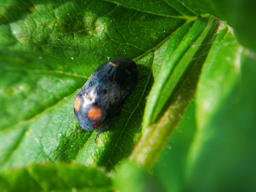 Penthimia nigra - fekete kabóca