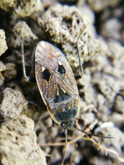 Graptopeltus lynceus - homoki díszesbodobács