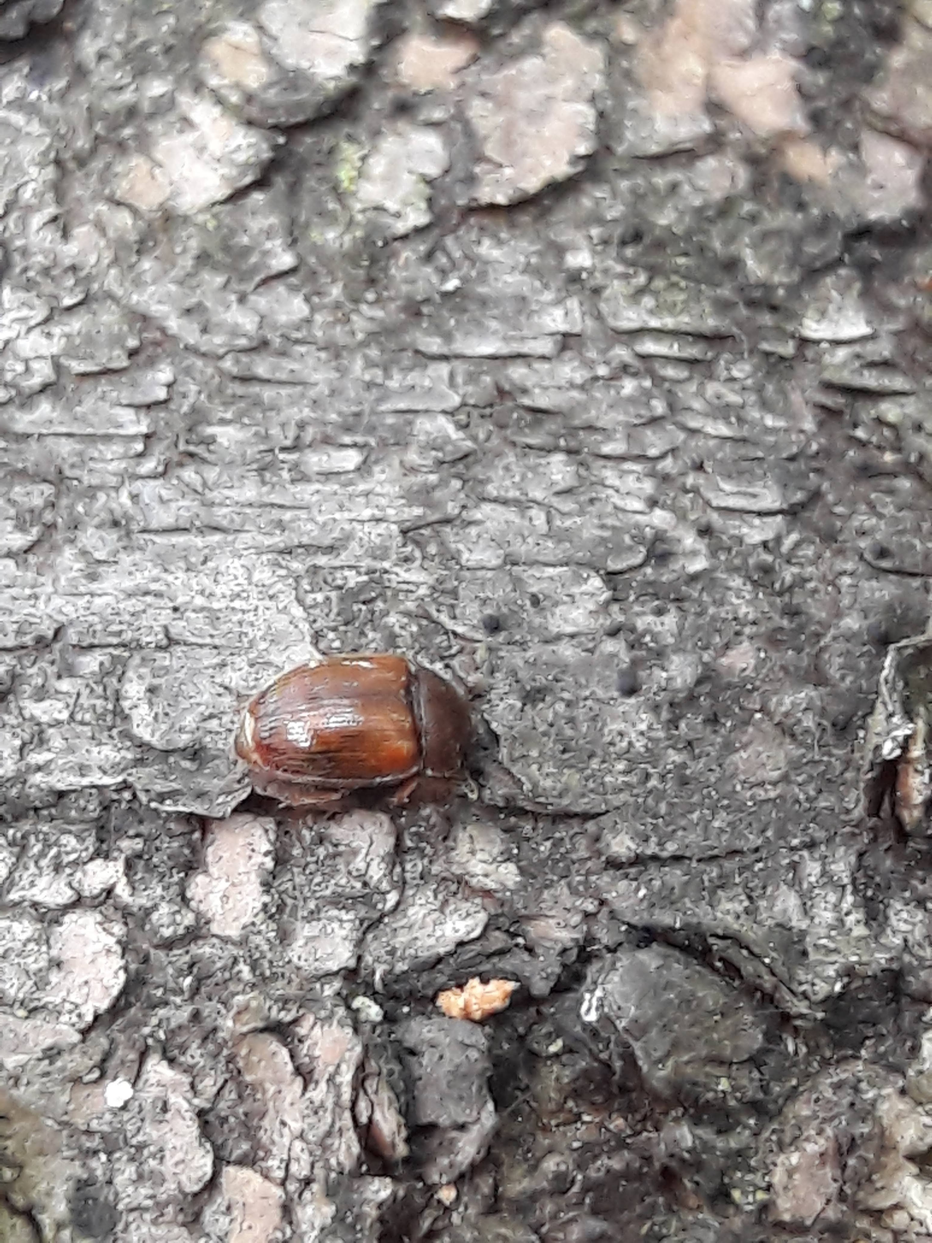 Pocadius ferrugineus - közönséges pöfetegfénybogár
