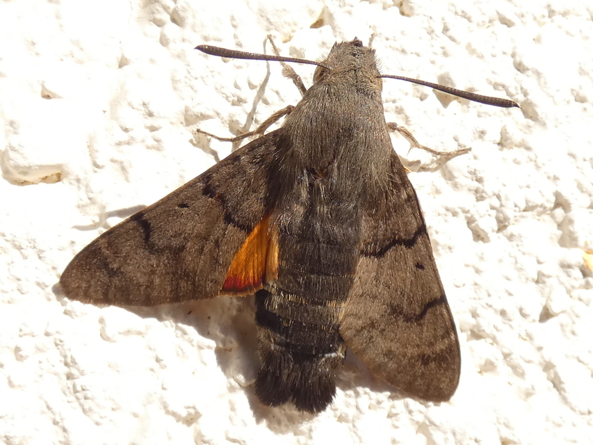 Macroglossum stellatarum - kacsafarkú szender
