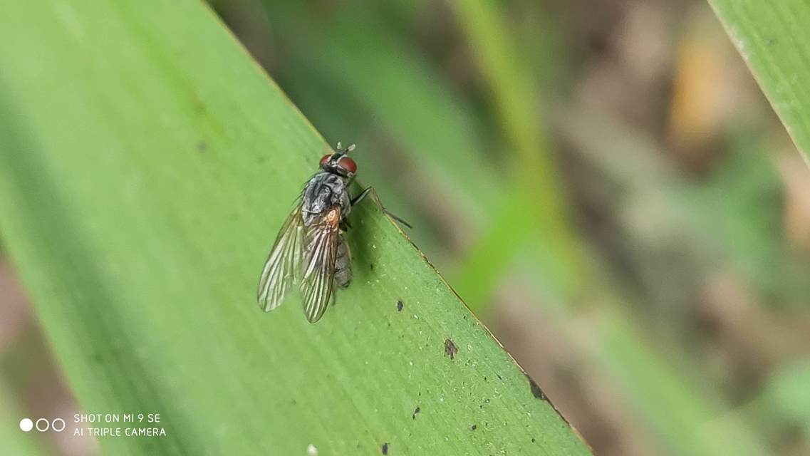 Muscidae - igazi legyek