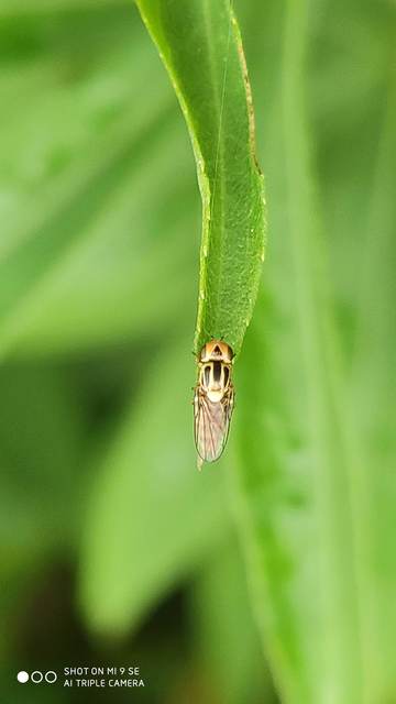 Chloropidae - gabonalegyek