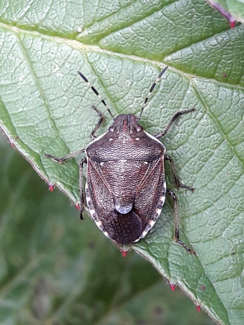 Holcostethus sphacelatus - holdas címerespoloska Holcostethus sphacelatus - holdas címerespoloska