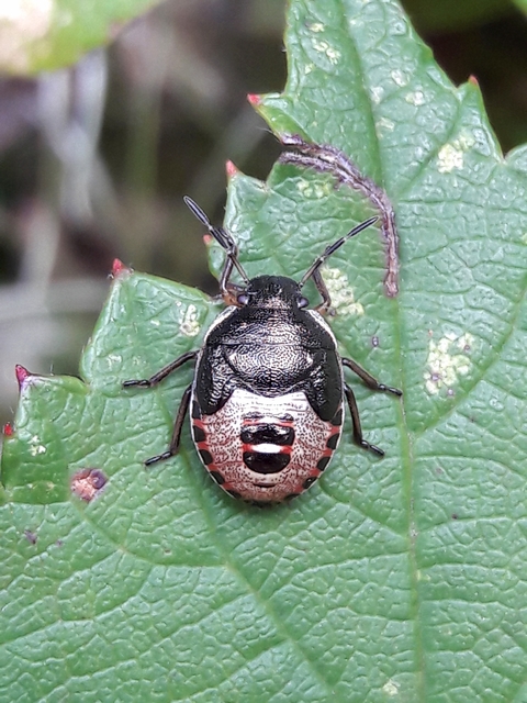 Holcostethus sphacelatus - holdas címerespoloska Holcostethus sphacelatus - holdas címerespoloska