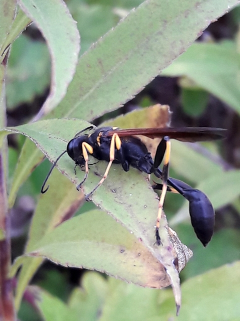 Sceliphron caementarium - feketenyelű lopódarázs