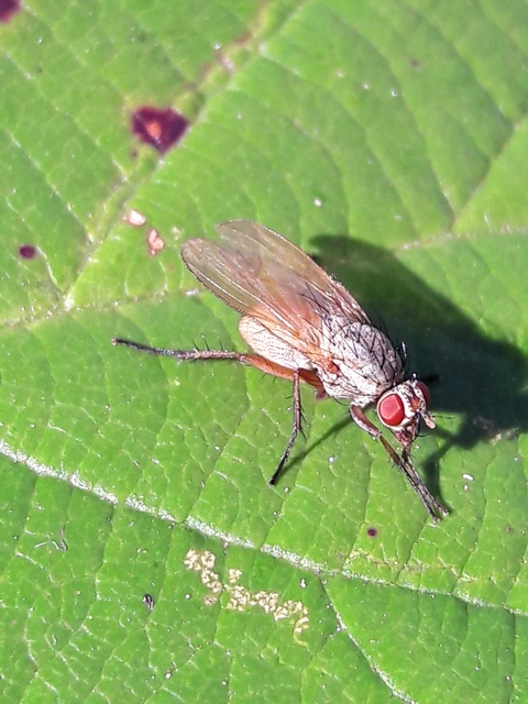 Muscidae - igazi legyek