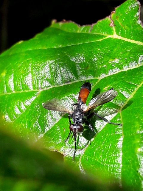 Cylindromyia