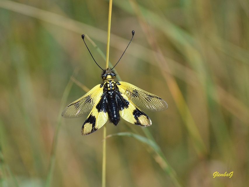 Libelloides macaronius - keleti rablópille