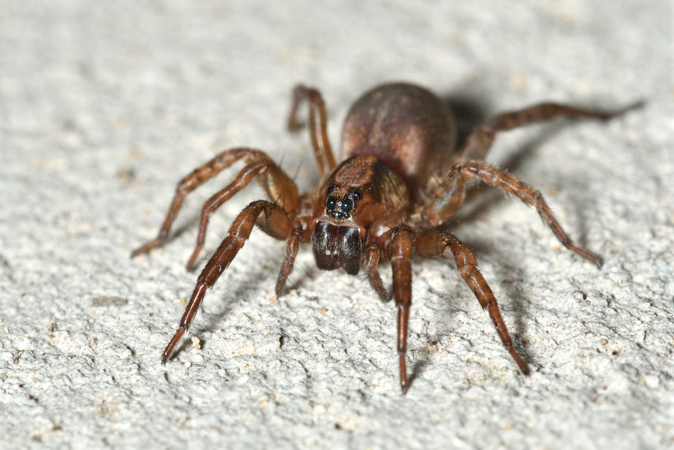 Trochosa