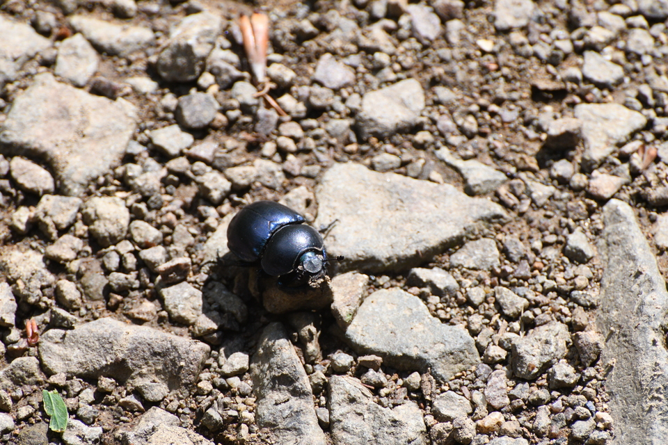 Trypocopris vernalis - tavaszi álganéjtúró