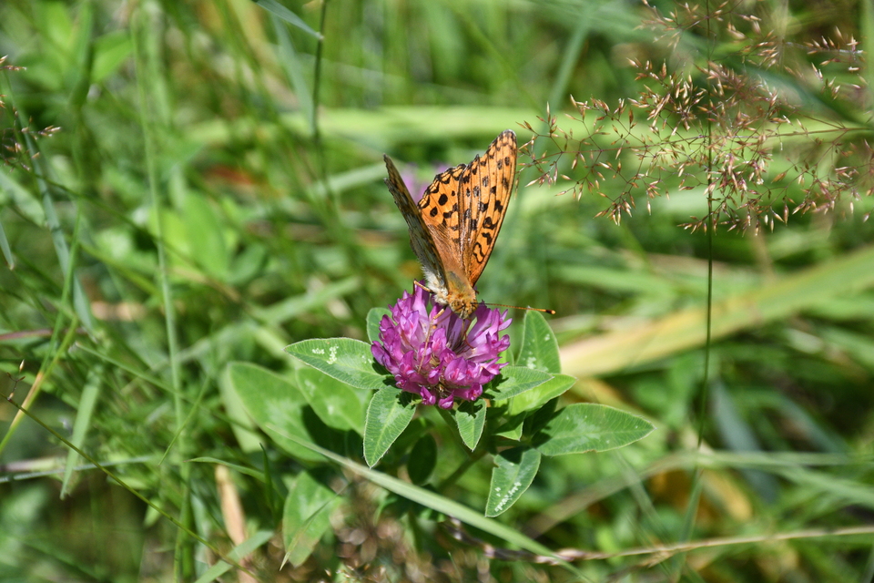 Argynnis adippe - ezüstös gyöngyházlepke