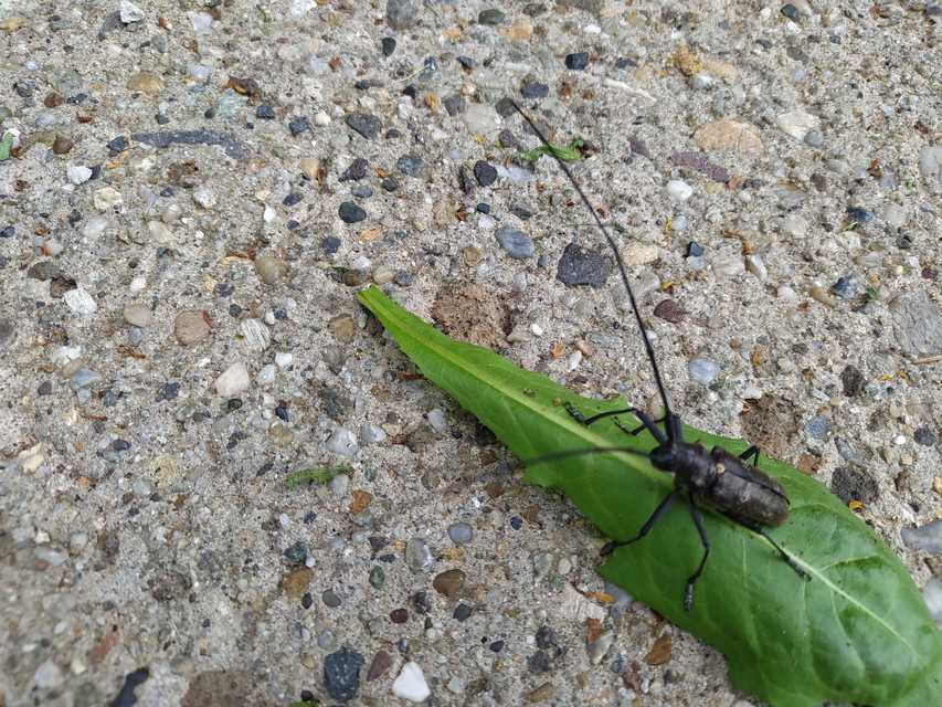Monochamus galloprovincialis pistor - foltos fenyvescincér
