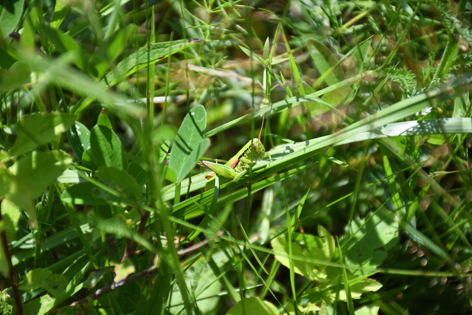 Pseudopodisma nagyi - Nagy-hegyisáska