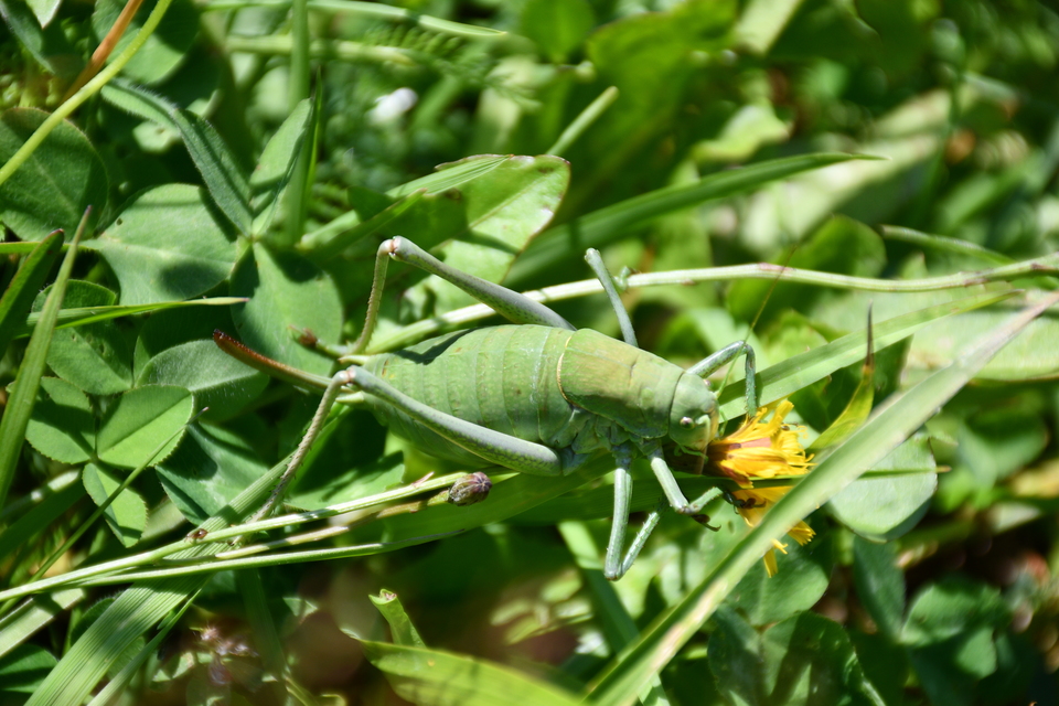 Polysarcus denticauda - fogasfarkú szöcske
