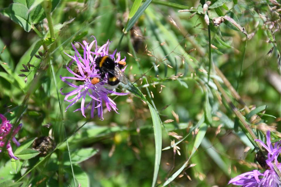 Bombus terrestris/lucorum