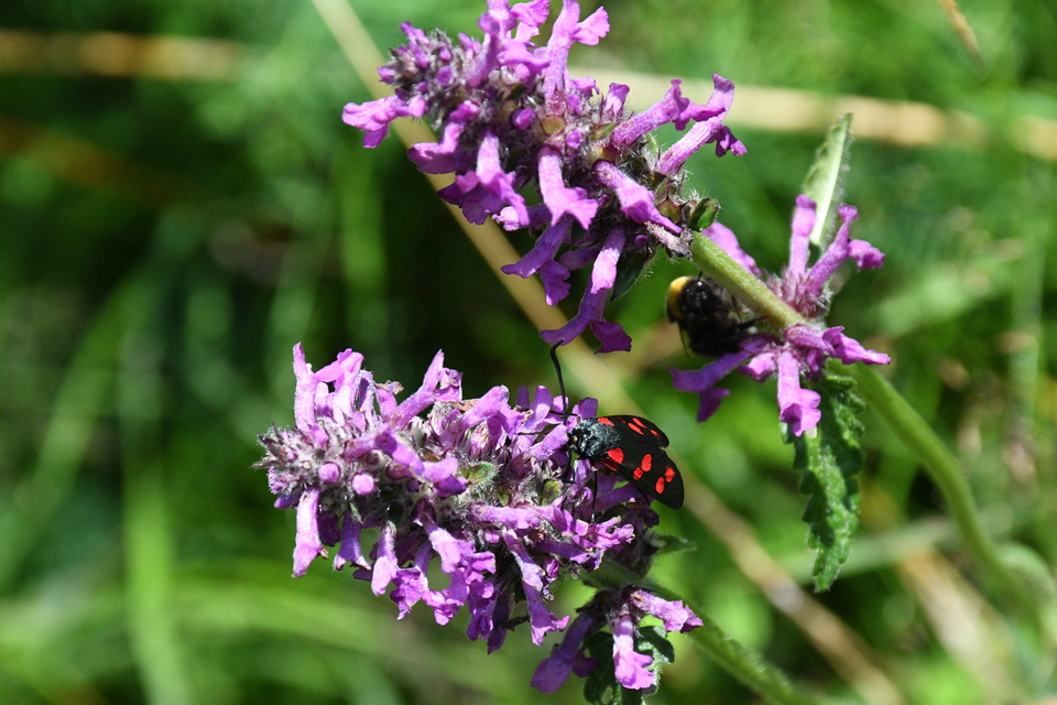 Zygaena filipendulae - acélszínű csüngőlepke