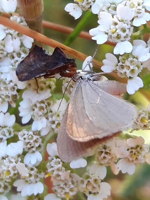 Phymata crassipes - fogólábú poloska