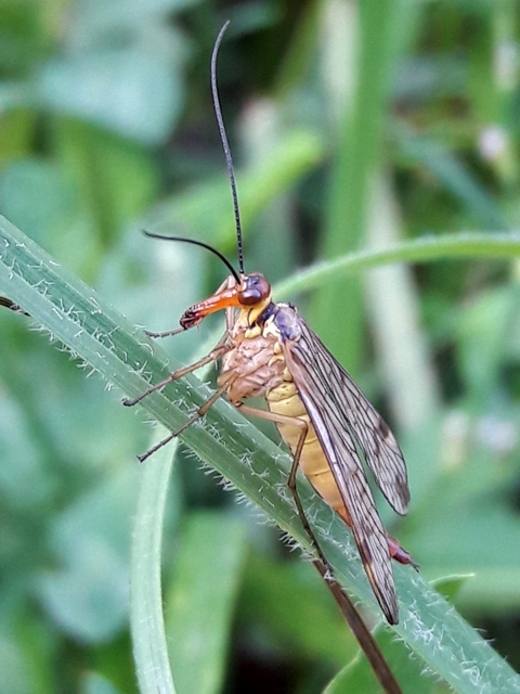 Panorpa cognata