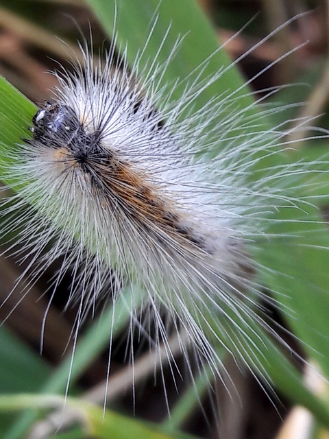 Hyphantria cunea - amerikai fehér medvelepke