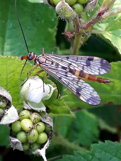 Panorpa cognata