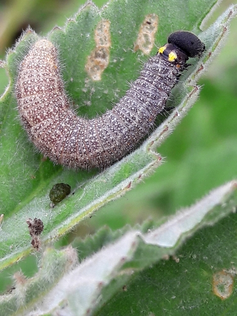 Carcharodus alceae - mályva-busalepke