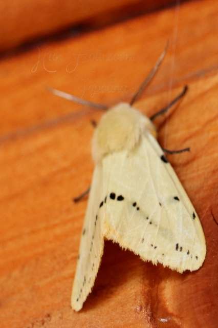 Spilarctia lutea - sárgás medvelepke