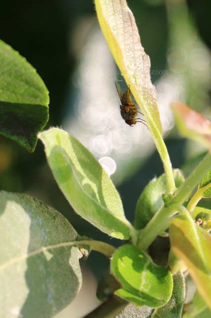 Muscidae - igazi legyek