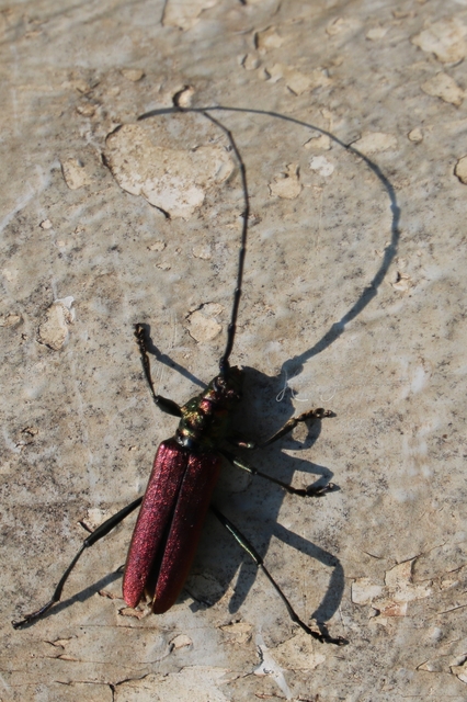Aromia moschata - pézsmacincér