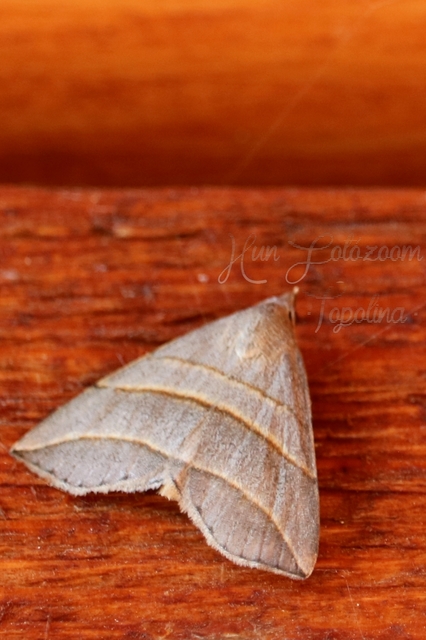 Colobochyla salicalis - háromsávos törpebagoly