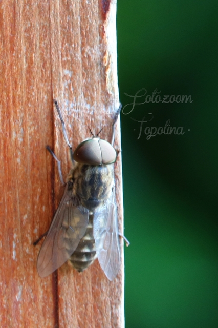 Tabanus