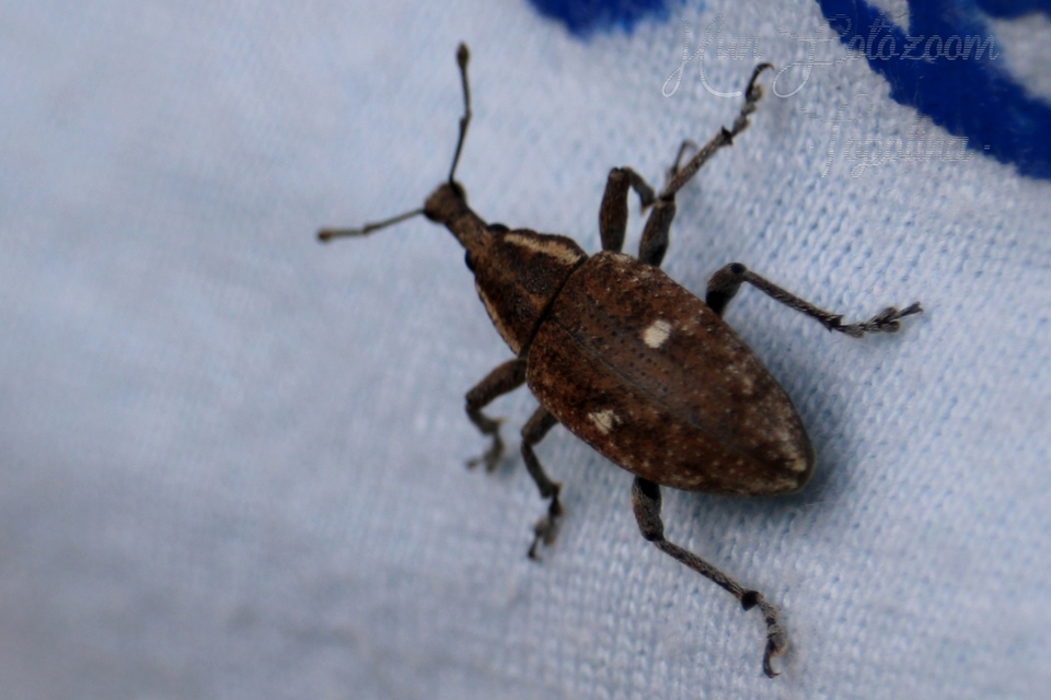 Lepyrus palustris - kétpettyes fűzormányos
