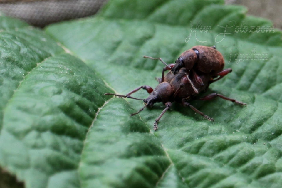 Dodecastichus