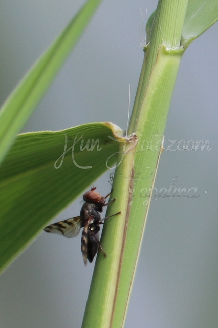 Ceroxys hortulana - kerti foltoslégy