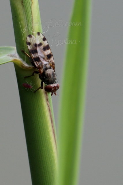 Ceroxys hortulana - kerti foltoslégy