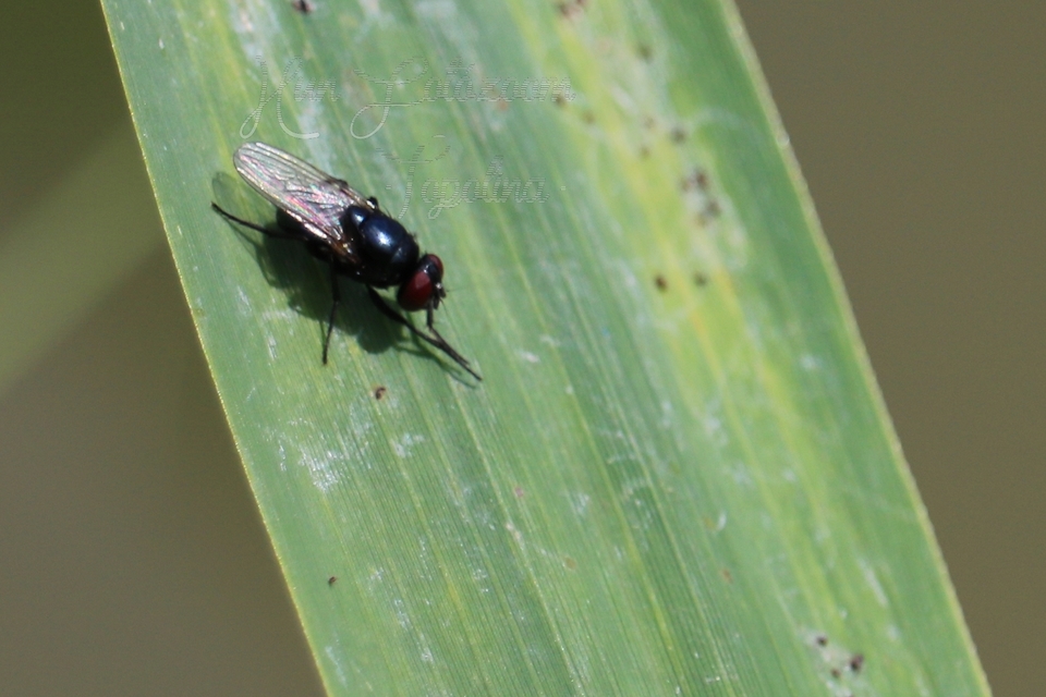 Muscidae - igazi legyek