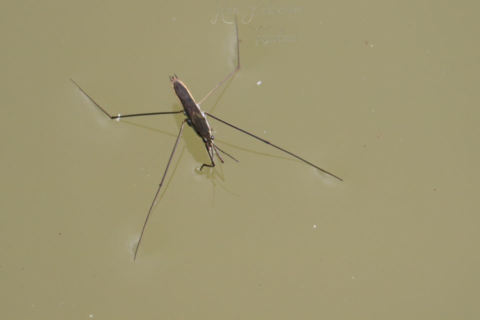 Gerridae - molnárpoloskák