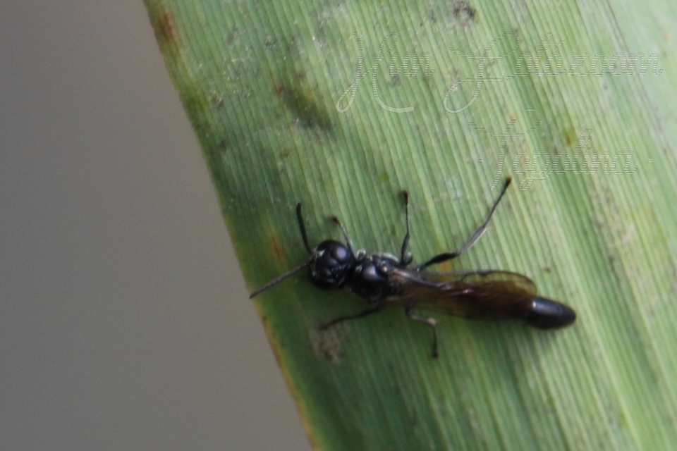 Crabronidae - szitásdarazsak