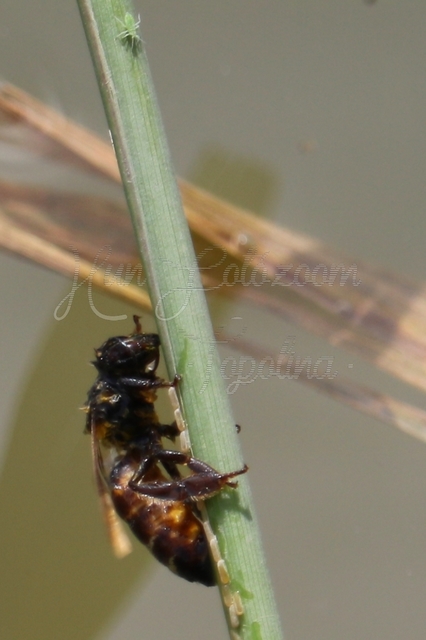 Apis mellifera - háziméh