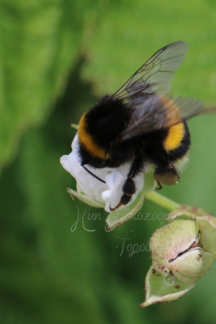 Bombus terrestris/lucorum