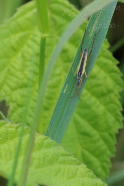 Notostira