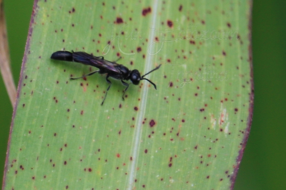 Crabronidae - szitásdarazsak