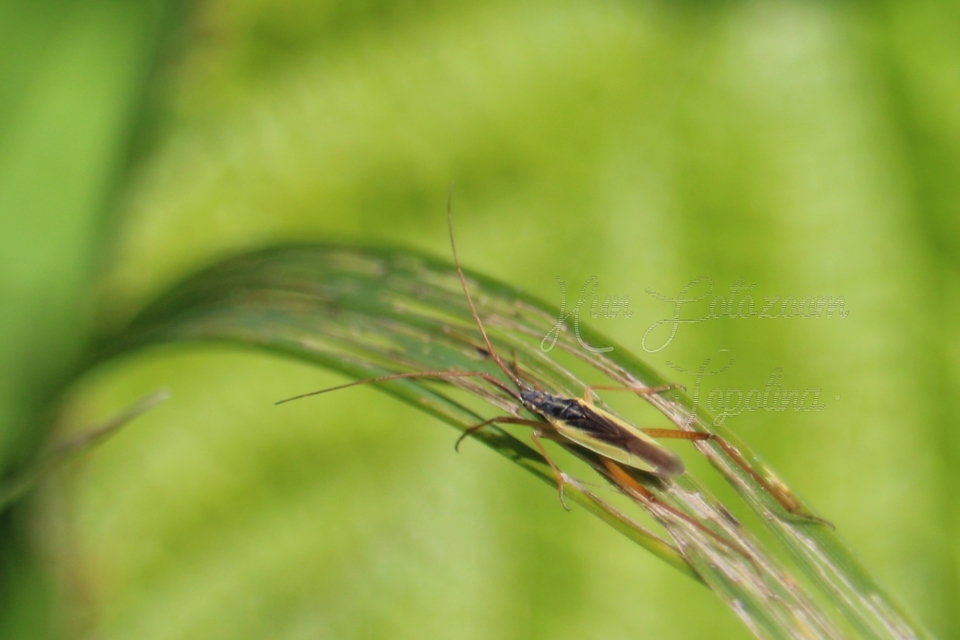 Notostira