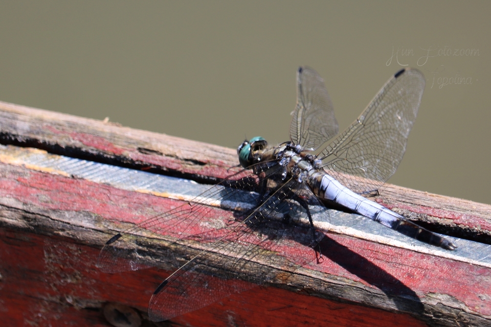 Orthetrum albistylum - fehérfarkú pásztorszitakötő